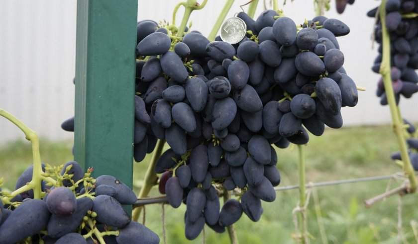 Кракен ссылка fo feng crmp ru